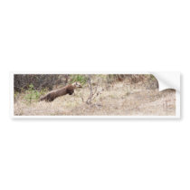 Weasel Bumper Stickers