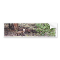 Weasel Bumper Stickers