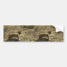 Weasel, Short-tailed Bumper Sticker