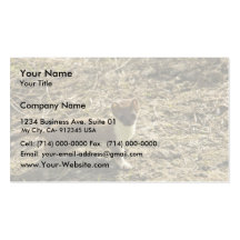 Weasel, Short-tailed Business Card Template
