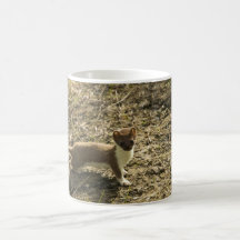 Weasel, Short-tailed Coffee Mug