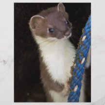 Weasel, Short-tailed Custom Flyer
