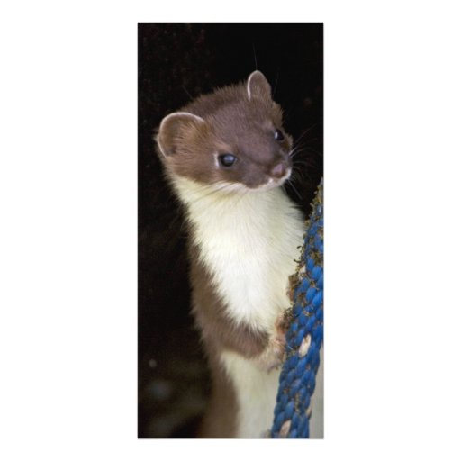 Weasel, Short-tailed Customized Rack Card
