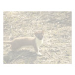 Weasel, Short-tailed Personalized Invites