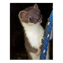Weasel, Short-tailed Post Cards