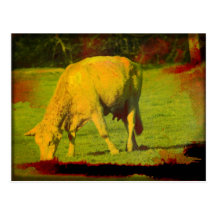 Weathered Pasture Postcards