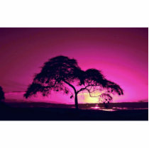Weaver bird nests in silhouetted tree, Arusha Nati Photo Sculpture