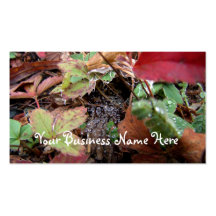 Web of Dewdrops Business Card Templates