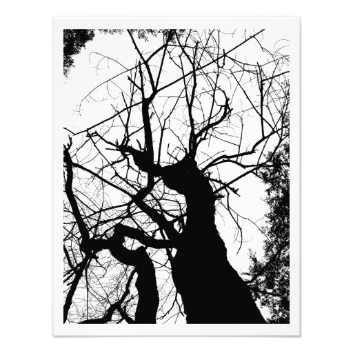 WEBBY TREE BLACK AND WHITE CUSTOM ANNOUNCEMENT