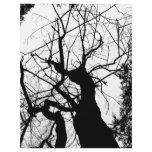 WEBBY TREE BLACK AND WHITE flyers
