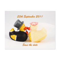 Wedding ducks ... Postcard