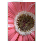 Wedding Pink Gerbera cards