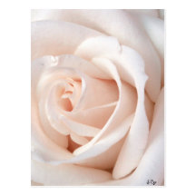 Wedding Rose Post Card