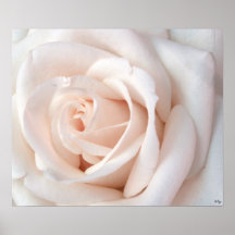 Wedding Rose Poster, S Cyr