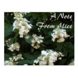 Wedding Veil Lace Hydrangeas Postcard