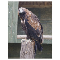 Wedgetail Eagle Flyers