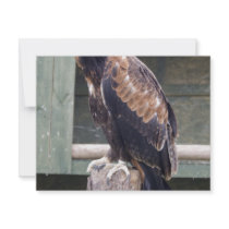 Wedgetail Eagle Announcement