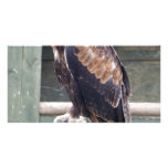 Wedgetail Eagle Custom Photo Card
