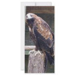 Wedgetail Eagle rack cards