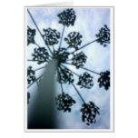 Weed cards