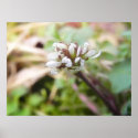 Weed Flower - Bittercress posters