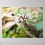 Weed Flower - Bittercress Poster