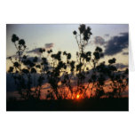Weeds and Sunset cards