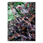 Weeds in Red and Green cards