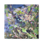 Weeds magnets