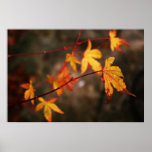 Weeping Autumn Poster Print
