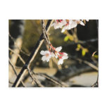 Weeping Cherry 3 Postcards