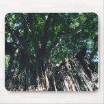 Weeping Fig mousepads