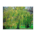 Weeping Willow Postcard
