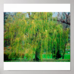 Weeping Willow Poster/Print