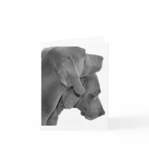 Weim Portrait - Black & White Greeting Cards