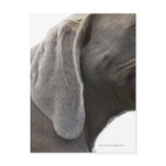 Weimaraner 3 postcards
