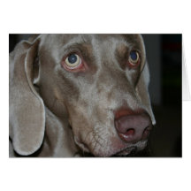 Weimaraner Dog Greeting Card
