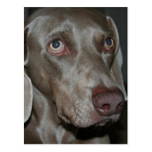 Weimaraner Dog Postcard