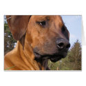 Weimaraner Greeting Card