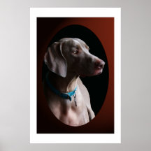 Weimaraner In The Morning Light Print