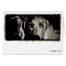Weimaraner Nation : "A Thoughtful Stare" Cards