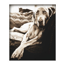 Weimaraner Nation : "Ballou's Chair" Stretched Canvas Prints