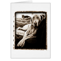 Weimaraner Nation : "Ballou's Chair" Card