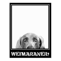 Weimaraner Nation : Weimaraner In A Box! Postcards