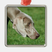 Weimaraner Ornament