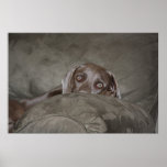 Weimaraner Print