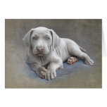 Weimaraner Puppy Greeting Card