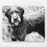 Weimardoodle mousepads