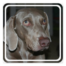 Weimeraner Dog Invitation