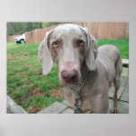 Weimeriner Dog Poster